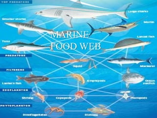 MARINE
FOOD WEB
 