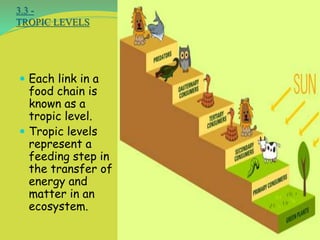 3.3 -
TROPIC LEVELS
 Each link in a
food chain is
known as a
tropic level.
 Tropic levels
represent a
feeding step in
the transfer of
energy and
matter in an
ecosystem.
 