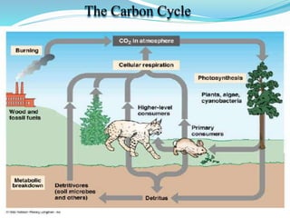 The Carbon Cycle
 