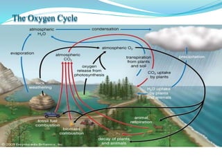The Oxygen Cycle
 