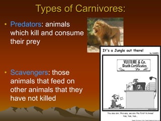 Types of Carnivores:
• Predators: animals
which kill and consume
their prey
• Scavengers: those
animals that feed on
other animals that they
have not killed
 