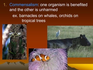 1. Commensalism: one organism is benefited
and the other is unharmed
ex. barnacles on whales, orchids on
tropical trees
 