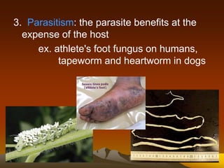 3. Parasitism: the parasite benefits at the
expense of the host
ex. athlete's foot fungus on humans,
tapeworm and heartworm in dogs
 