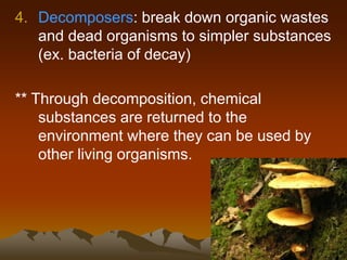 4. Decomposers: break down organic wastes
and dead organisms to simpler substances
(ex. bacteria of decay)
** Through decomposition, chemical
substances are returned to the
environment where they can be used by
other living organisms.
 