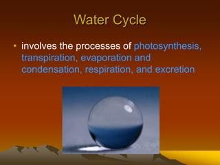 Water Cycle
• involves the processes of photosynthesis,
transpiration, evaporation and
condensation, respiration, and excretion
 