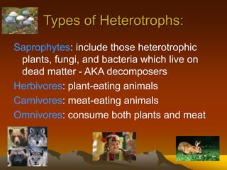 Types of Heterotrophs:
Saprophytes: include those heterotrophic
plants, fungi, and bacteria which live on
dead matter - AKA decomposers
Herbivores: plant-eating animals
Carnivores: meat-eating animals
Omnivores: consume both plants and meat
 