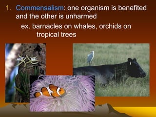1. Commensalism: one organism is benefited
and the other is unharmed
ex. barnacles on whales, orchids on
tropical trees
 