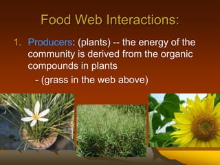 Food Web Interactions:
1. Producers: (plants) -- the energy of the
community is derived from the organic
compounds in plants
- (grass in the web above)
 