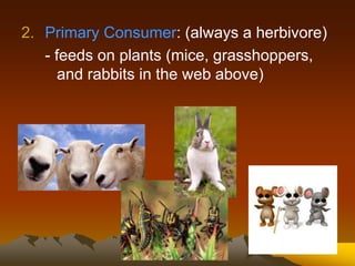 2. Primary Consumer: (always a herbivore)
- feeds on plants (mice, grasshoppers,
and rabbits in the web above)
 