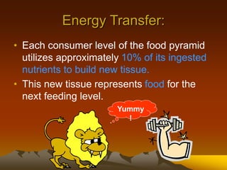 Energy Transfer:
• Each consumer level of the food pyramid
utilizes approximately 10% of its ingested
nutrients to build new tissue.
• This new tissue represents food for the
next feeding level.
Yummy
!
 