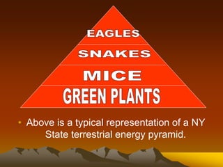 • Above is a typical representation of a NY
State terrestrial energy pyramid.
 