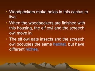 • Woodpeckers make holes in this cactus to
live.
• When the woodpeckers are finished with
this housing, the elf owl and the screech
owl move in.
• The elf owl eats insects and the screech
owl occupies the same habitat, but have
different niches.
 