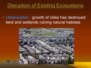 Disruption of Existing Ecosystems
• Urbanization - growth of cities has destroyed
land and wetlands ruining natural habitats
 