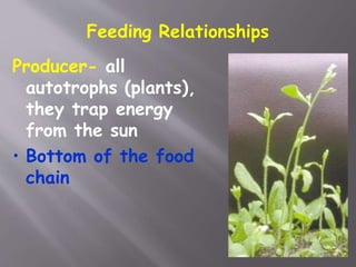 Feeding Relationships
Producer- all
autotrophs (plants),
they trap energy
from the sun
• Bottom of the food
chain
 