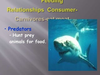 • Predators
– Hunt prey
animals for food.
 