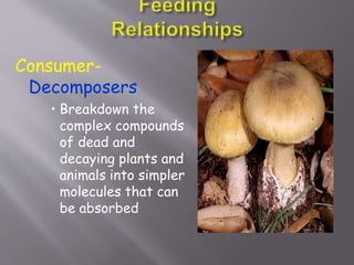 Consumer-
Decomposers
• Breakdown the
complex compounds
of dead and
decaying plants and
animals into simpler
molecules that can
be absorbed
 