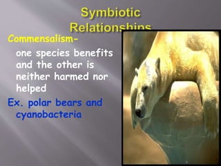Commensalism-
one species benefits
and the other is
neither harmed nor
helped
Ex. polar bears and
cyanobacteria
 