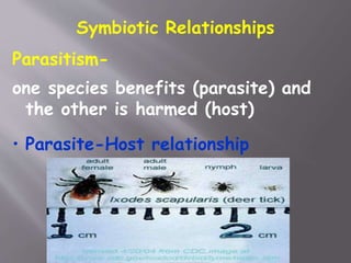 Symbiotic Relationships
Parasitism-
one species benefits (parasite) and
the other is harmed (host)
• Parasite-Host relationship
 