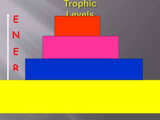 E Tertiary
consumers-
N top carnivores
Secondary consumers-
E small carnivores
R Primary consumers- Herbivores
G
Y
Producers- Autotrophs
 