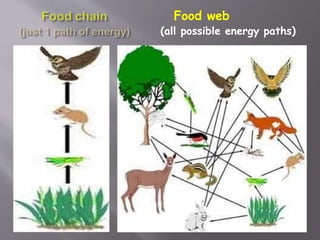 Food web
(all possible energy paths)
 