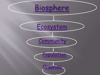 Ecosystem
Community
Population
Organism
 