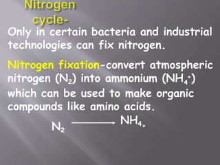 Only in certain bacteria and industrial
technologies can fix nitrogen.
Nitrogen fixation-convert atmospheric
4
nitrogen (N2) into ammonium (NH +)
which can be used to make organic
compounds like amino acids.
N2
NH4+
 