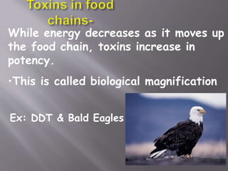 While energy decreases as it moves up
the food chain, toxins increase in
potency.
•This is called biological magnification
Ex: DDT & Bald Eagles
 