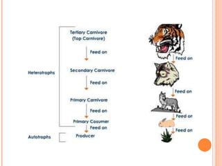 fundamentals of ecology and its importance | PPT