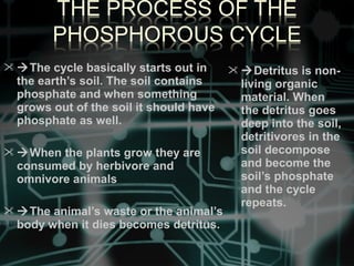  The cycle basically starts out in
the earth’s soil. The soil contains
phosphate and when something
grows out of the soil it should have
phosphate as well.
 When the plants grow they are
consumed by herbivore and
omnivore animals
 The animal’s waste or the animal’s
body when it dies becomes detritus.
 Detritus is non-
living organic
material. When
the detritus goes
deep into the soil,
detritivores in the
soil decompose
and become the
soil’s phosphate
and the cycle
repeats.
 