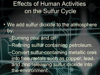 Effects of Human Activities
on the Sulfur Cycle
• We add sulfur dioxide to the atmosphere
by:
–Burning coal and oil
–Refining sulfur containing petroleum.
–Convert sulfur-containing metallic ores
into free metals such as copper, lead,
and zinc releasing sulfur dioxide into
the environment.
 