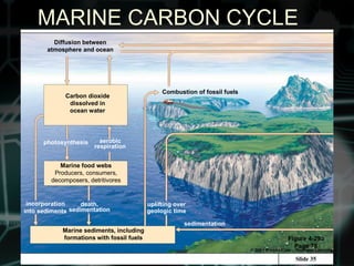 MARINE CARBON CYCLE
Slide 35Slide 35Slide 35
Diffusion between
atmosphere and ocean
Carbon dioxide
dissolved in
ocean water
Marine food webs
Producers, consumers,
decomposers, detritivores
Marine sediments, including
formations with fossil fuels
Combustion of fossil fuels
incorporation
into sediments
death,
sedimentation
uplifting over
geologic time
sedimentation
photosynthesis aerobic
respiration
Figure 4-29a
Page 78
 
