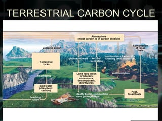 photosynthesis aerobic
respirationTerrestrial
rocks
Soil water
(dissolved
carbon)
Land food webs
producers,
consumers,
decomposers,
detritivores
Atmosphere
(most carbon is in carbon dioxide)
Peat,
fossil fuels
combustion of wood (for
clearing land; or for fuel
sedimentation
volcanic action
death, burial, compaction
over geologic timeleaching
runoff
weathering
Combustion
of fossil
fuels
TERRESTRIAL CARBON CYCLE
 