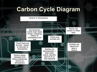 Carbon Cycle Diagram
Carbon in Atmosphere
Plants use
carbon to make
food
Animals eat
plants and
take in
carbon
Plants and
animals die
Decomposers
break down dead
things, releasing
carbon to
atmosphere and
soil
Bodies not
decomposed —
after many
years, become
part of oil or
coal deposits
Fossil fuels are
burned; carbon
is returned to
atmosphere
Carbon slowly
released from
these substances
returns to
atmosphere
 