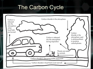The Carbon Cycle
 