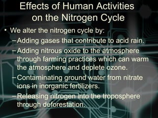 Effects of Human Activities
on the Nitrogen Cycle
• We alter the nitrogen cycle by:
–Adding gases that contribute to acid rain.
–Adding nitrous oxide to the atmosphere
through farming practices which can warm
the atmosphere and deplete ozone.
–Contaminating ground water from nitrate
ions in inorganic fertilizers.
–Releasing nitrogen into the troposphere
through deforestation.
 