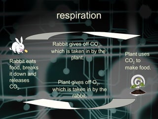 respiration
Rabbit eats
food, breaks
it down and
releases
CO2.
Plant uses
CO2 to
make food.
Rabbit gives off CO2,
which is taken in by the
plant.
Plant gives off O2,
which is taken in by the
rabbit.
 