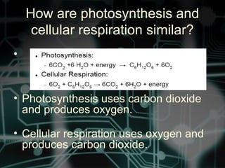 How are photosynthesis and
cellular respiration similar?
•
• Photosynthesis uses carbon dioxide
and produces oxygen.
• Cellular respiration uses oxygen and
produces carbon dioxide.
 