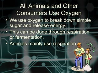 All Animals and Other
Consumers Use Oxygen
• We use oxygen to break down simple
sugar and release energy.
• This can be done through respiration
or fermentation.
• Animals mainly use respiration.
 