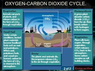 OXYGEN-CARBON DIOXIDE CYCLE.
 
