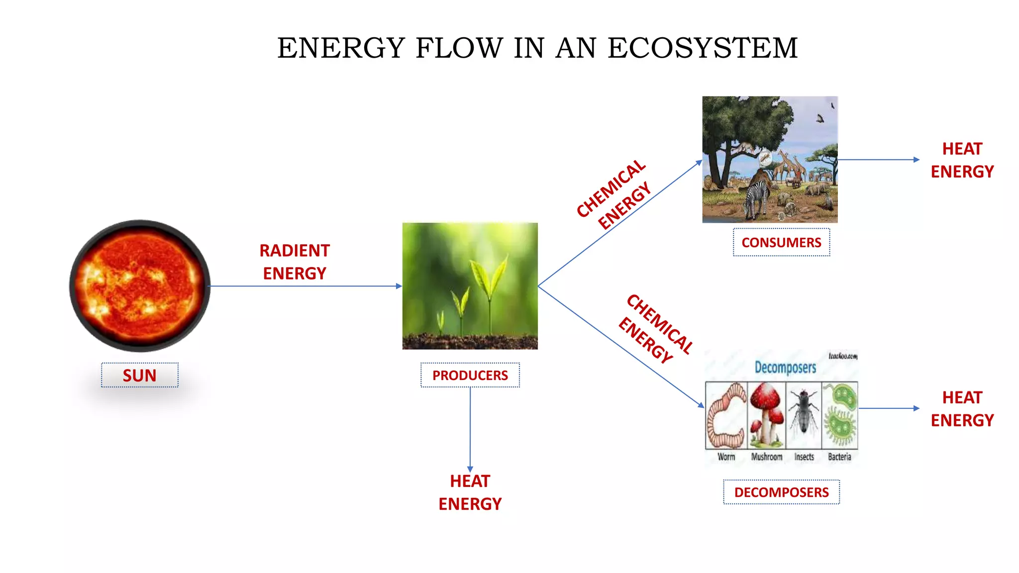 Which Tasks Are Common To All Energy Pathways Ecology energy flow pathway in an ecosystem | PPT