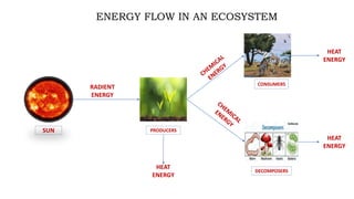 Ecology energy flow pathway in an ecosystem | PPTX | Physics | Science