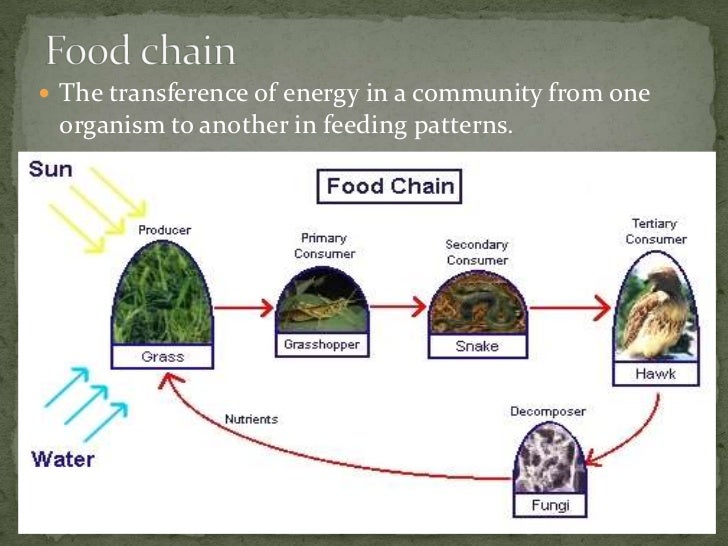 European Pine Marten Diet Foods