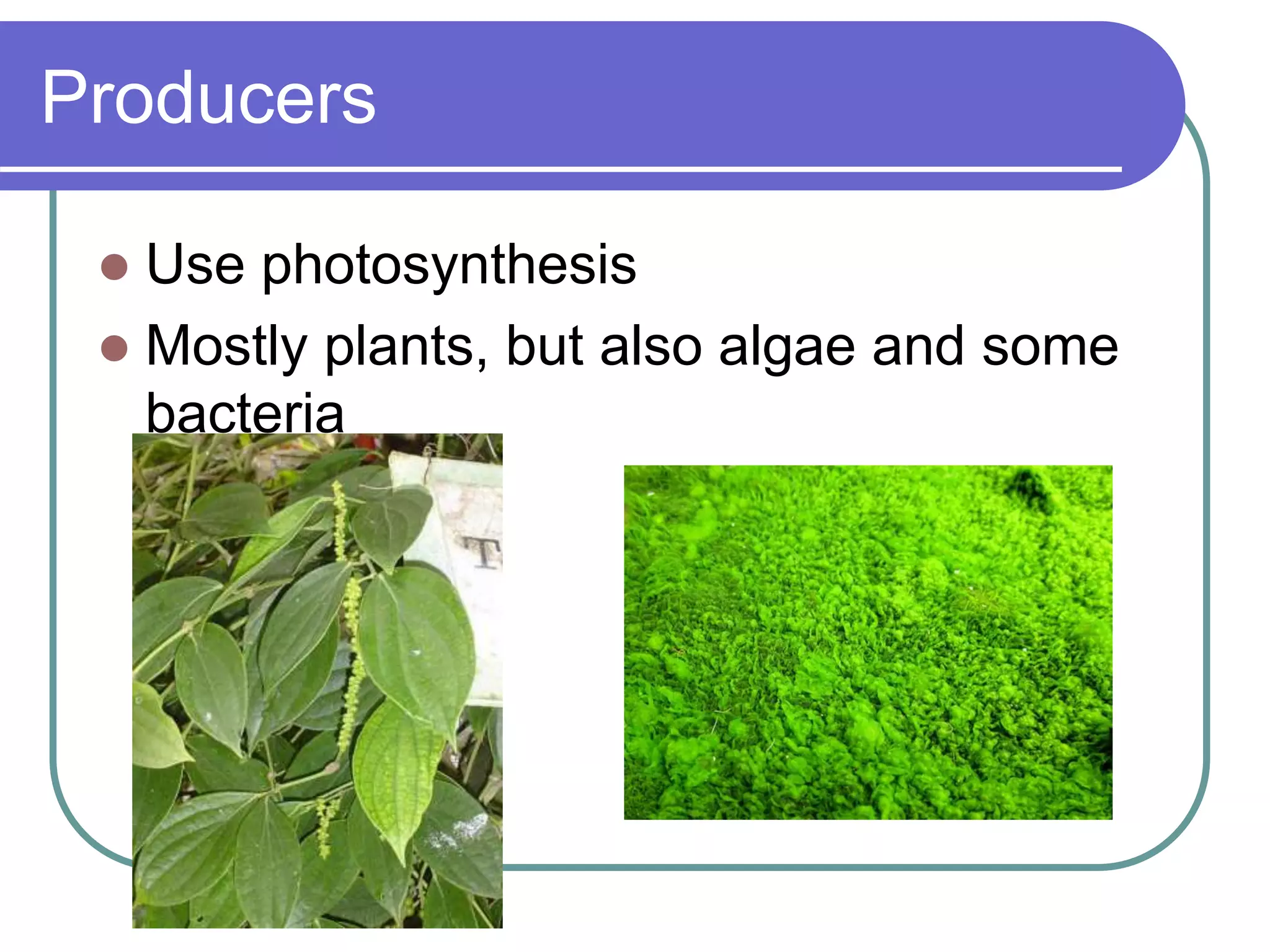 Producers
 Use photosynthesis
 Mostly plants, but also algae and some
bacteria
 