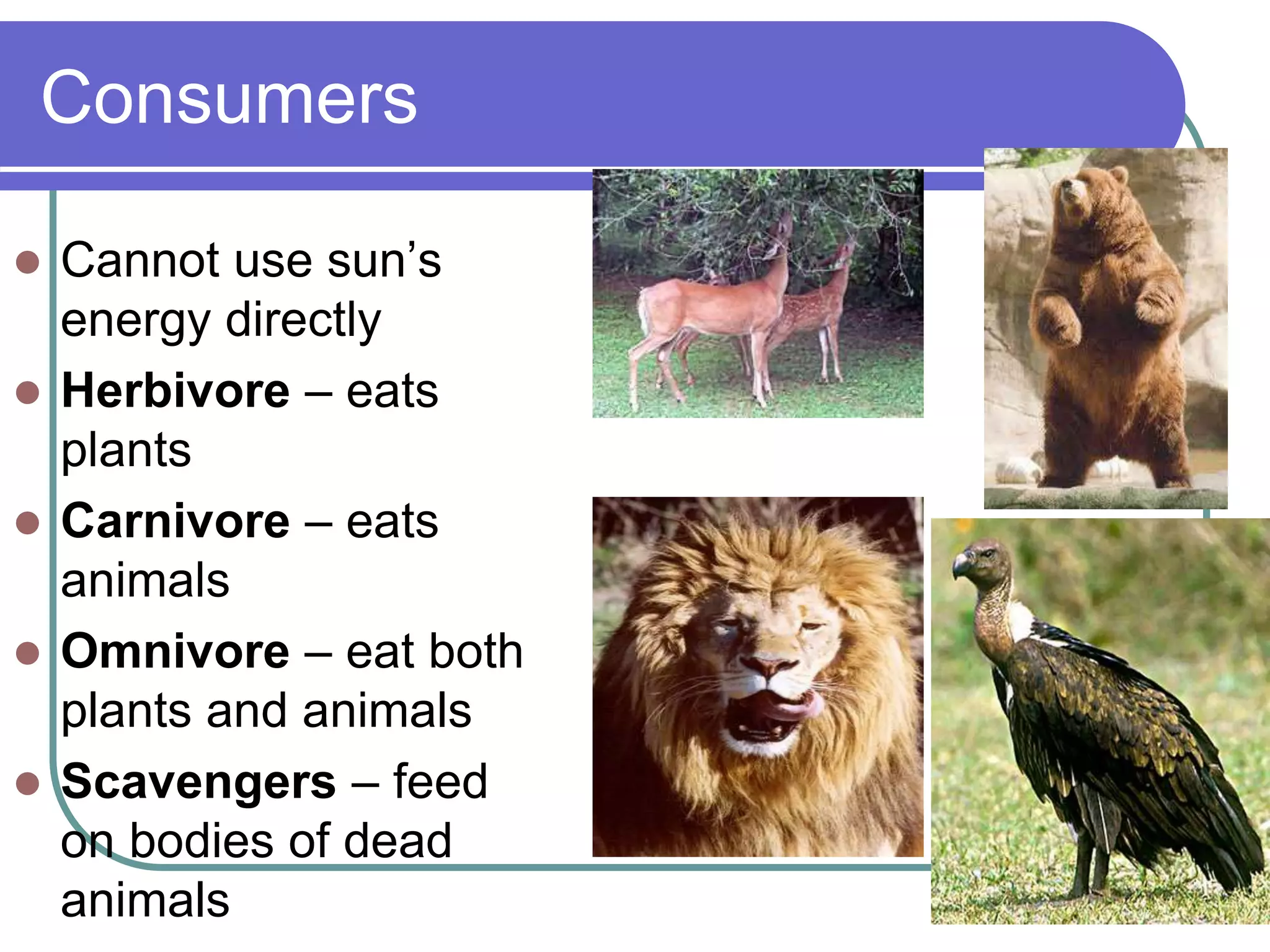 Consumers
 Cannot use sun’s
energy directly
 Herbivore – eats
plants
 Carnivore – eats
animals
 Omnivore – eat both
plants and animals
 Scavengers – feed
on bodies of dead
animals
 