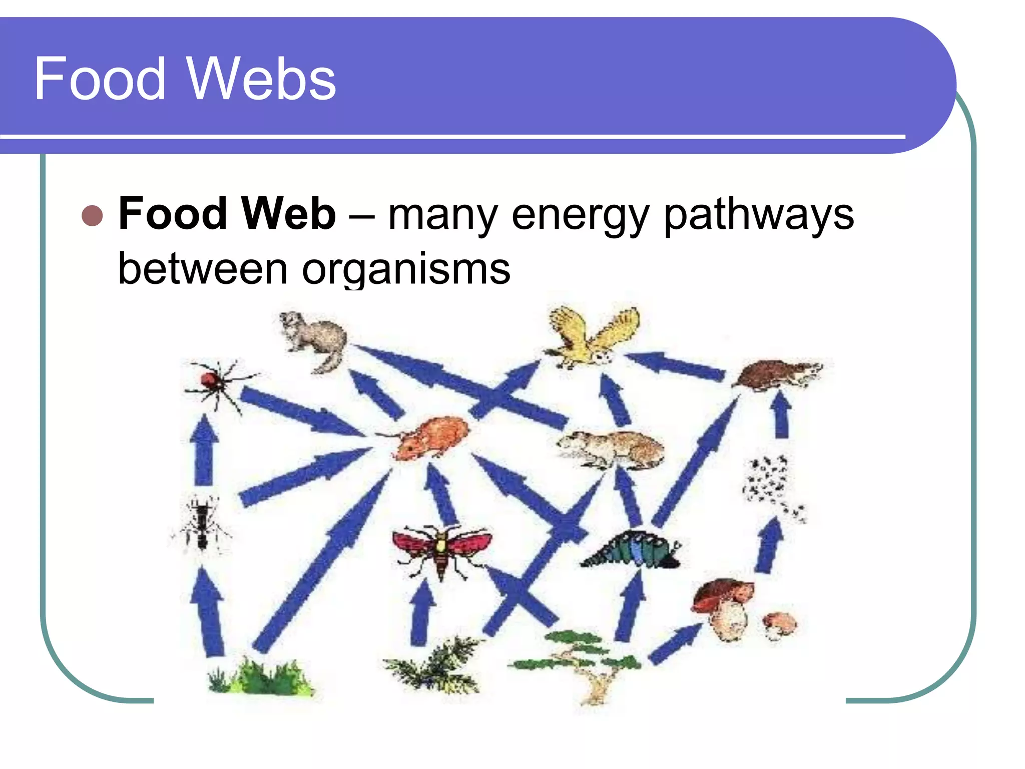 Food Webs
 Food Web – many energy pathways
between organisms
 