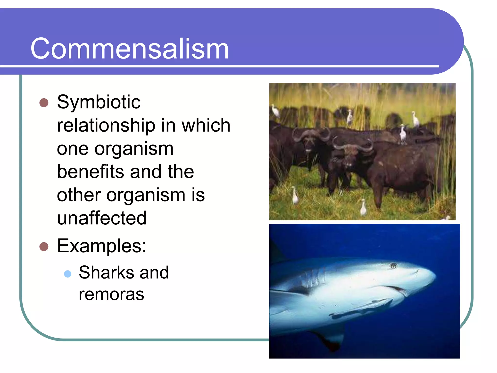 Commensalism
 Symbiotic
relationship in which
one organism
benefits and the
other organism is
unaffected
 Examples:
 Sharks and
remoras
 
