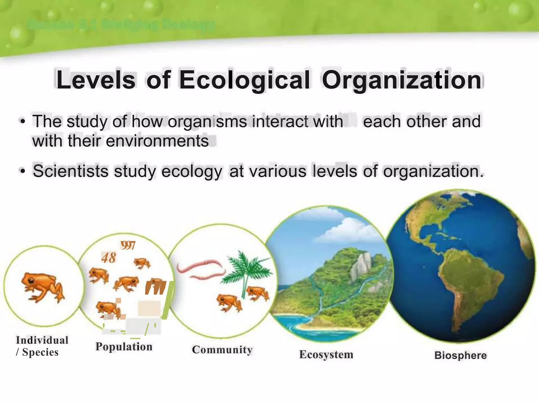 Levels of Ecological Organization
• The study of how organisms interact with
with their environments
each other and
• Scientists study ecology at various levels of organization.
'997
48
..·."'I
?
' - - _ / '
Individual
/ Species Population Community Ecosystem Biosphere
 