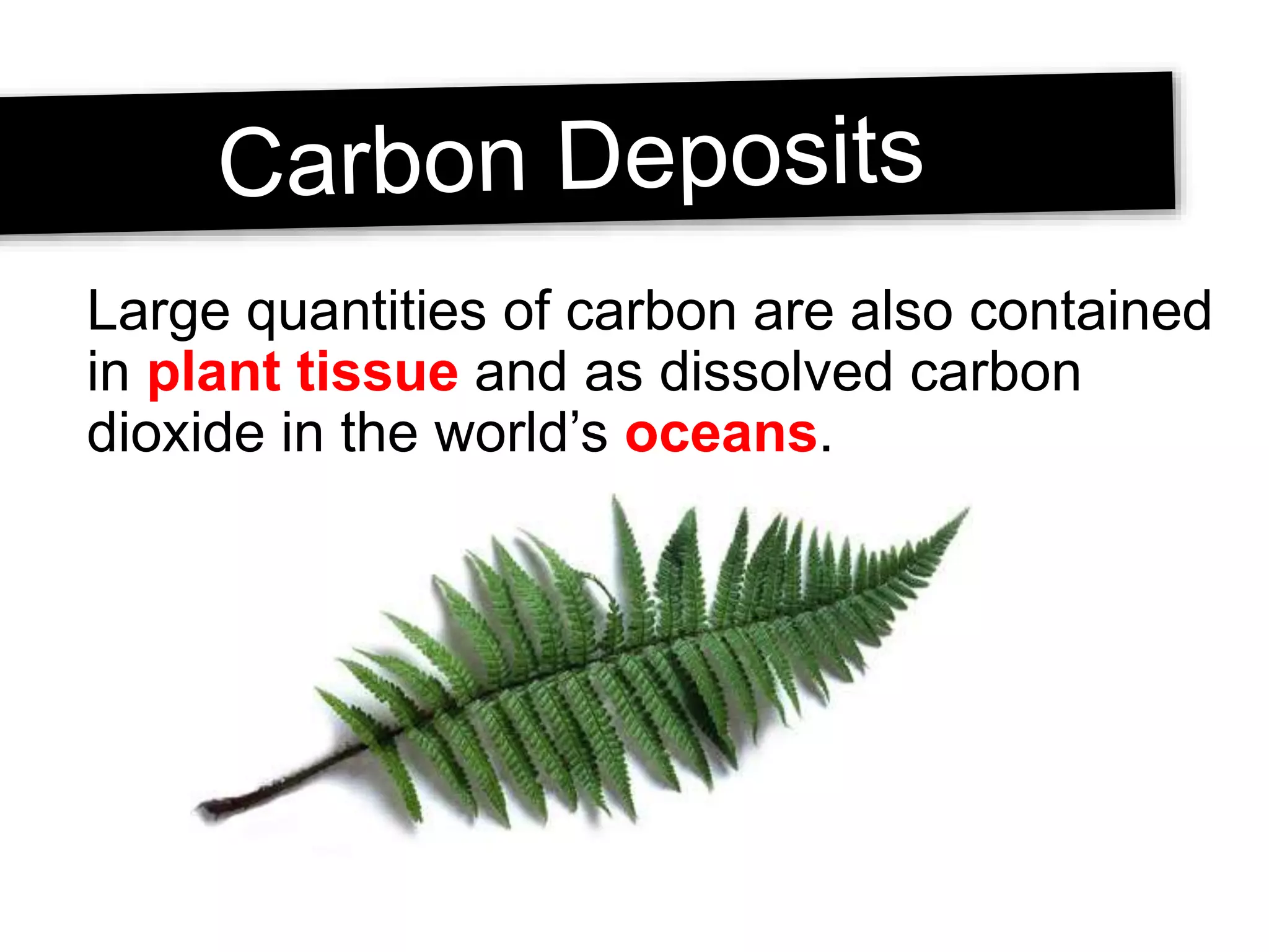 Large quantities of carbon are also contained
in plant tissue and as dissolved carbon
dioxide in the world’s oceans.
 