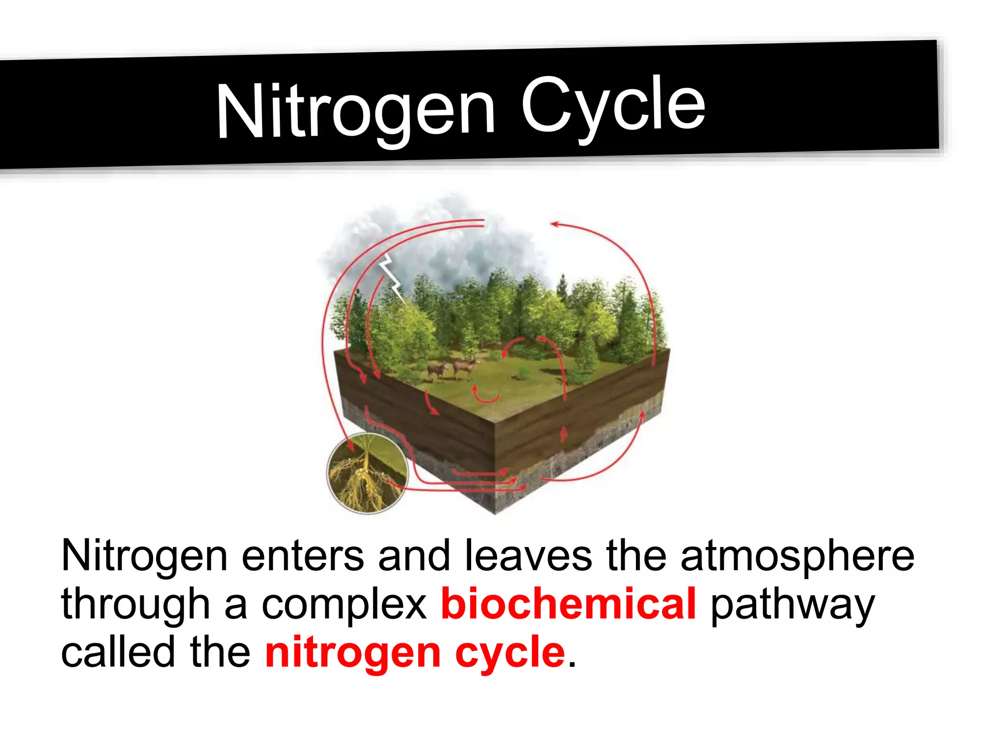 Nitrogen enters and leaves the atmosphere
through a complex biochemical pathway
called the nitrogen cycle.
 