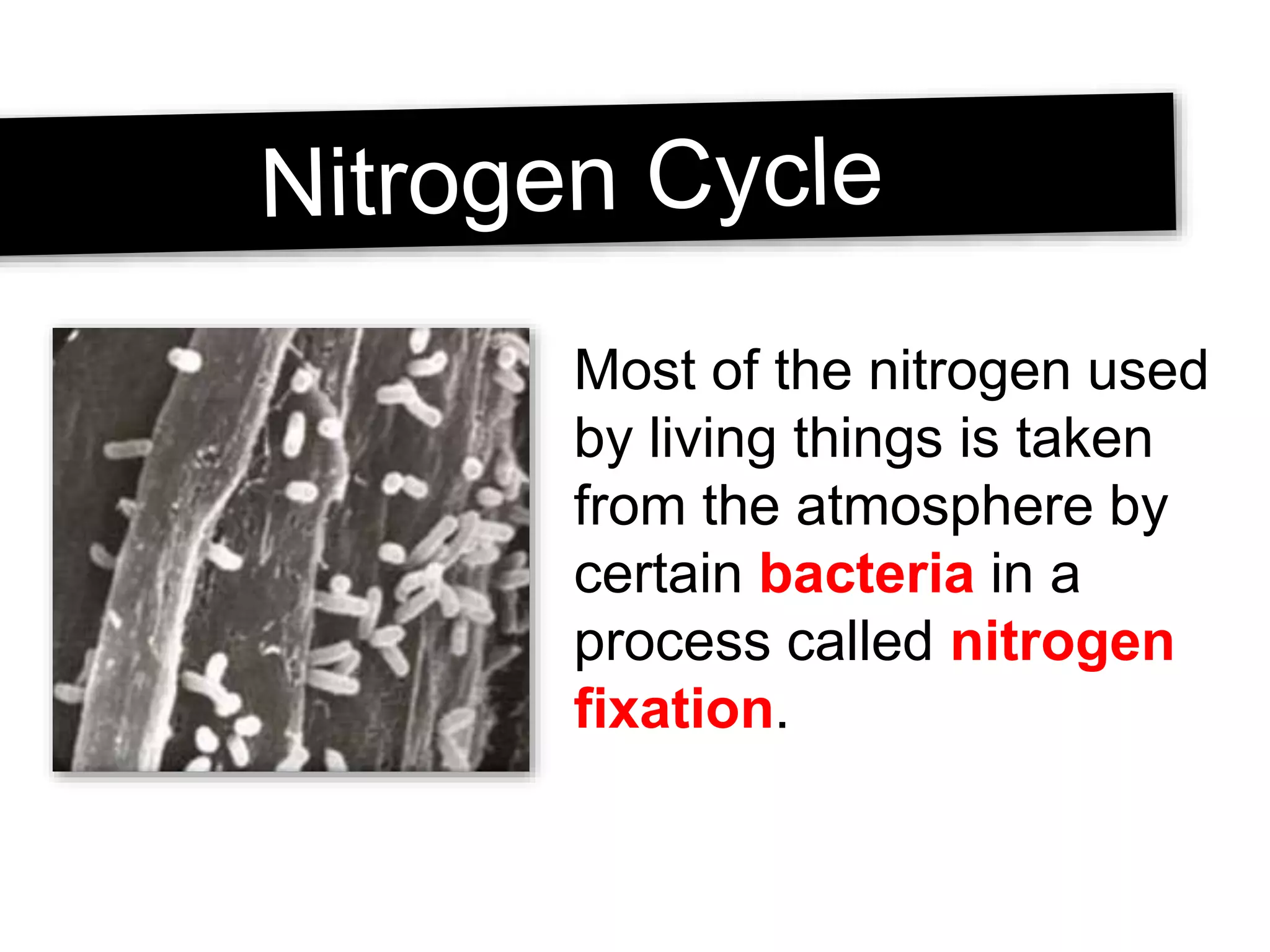 Most of the nitrogen used
by living things is taken
from the atmosphere by
certain bacteria in a
process called nitrogen
fixation.
 